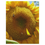mammoth sunflower flyers