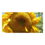 mammoth sunflower photo card