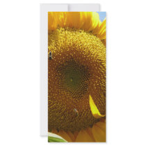 mammoth sunflower rack cards