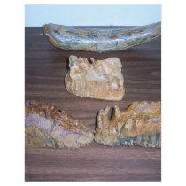 mammoth teeth tusk tip letterhead