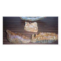 mammoth teeth tusk tip photo cards by kotzradio mammoth teeth tusk tip photo cards