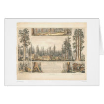 Mammoth Tree Grove (0976A) Greeting Cards