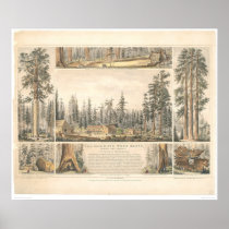 Mammoth Tree Grove (0976A) Posters