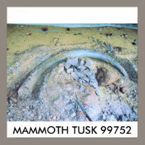 mammoth tusk (2), MAMMOTH TUSK 99752 posters