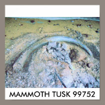 mammoth tusk (2), MAMMOTH TUSK 99752 posters