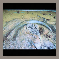 mammoth tusk (2) posters