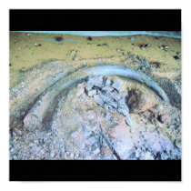 mammoth tusk (2) posters by kotzradio mammoth tusk (2) posters