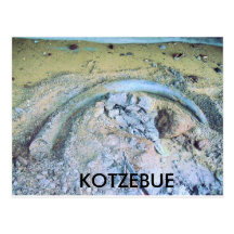 mammoth tusk in kotz ak postcard