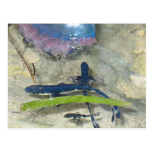Man Of War Post Cards