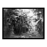 Man Standing in a Banana Tree Grove in Cuba 1917 Poster