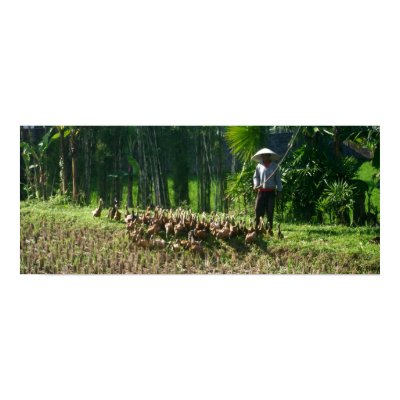 Man with ducks posters by robbekker