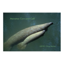 Manatee Cow and Calf posters by moxieann Manatee Cow and Calf posters