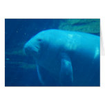 Manatee Floating  Greeting Card