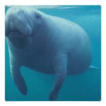 Manatee Invitation