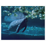 Manatee, Lowry Park Zoo, Tampa Bay, Florida, U.S.A Full Color Flyer