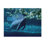 Manatee, Lowry Park Zoo, Tampa Bay, Florida, U.S.A Post Card