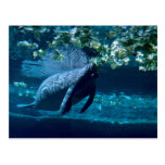Manatee, Lowry Park Zoo, Tampa Bay, Florida, U.S.A Post Card