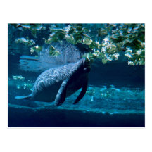 Manatee, Lowry Park Zoo, Tampa Bay, Florida, U.S.A Post Card