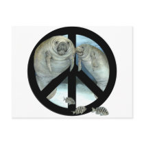 manatee peace postcard