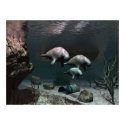 Manatee poster posters by Junglegeorge Manatee poster posters