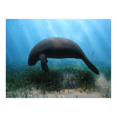 Manatee Poster print