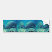 Manatee Rooting in Sand Bumper Sticker