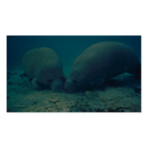 Manatee Rooting in Sand Business Card (back side)