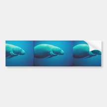 Manatee Scratching Bumper Sticker