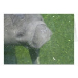 Manatee Smiles Card