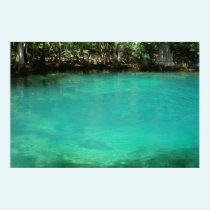 Manatee Spring Print posters