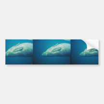 Manatee Stretching Bumper Sticker