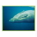 Manatee Stretching Postcards