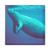 Manatee Surfacing to Breathe Refrigerator Magnet