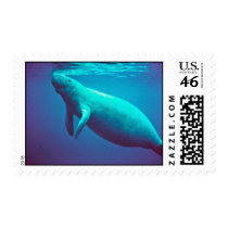 Manatee Surfacing to Breathe Stamps