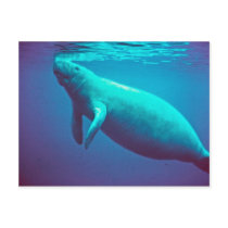 Manatee Surfacing to Breathe Postcard