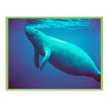 Manatee Surfacing to Breathe Postcard