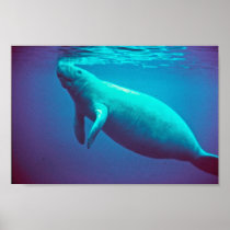 Manatee Surfacing to Breathe Posters