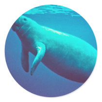 Manatee Surfacing to Breathe Stickers