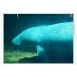 Manatee Swim Greeting Card