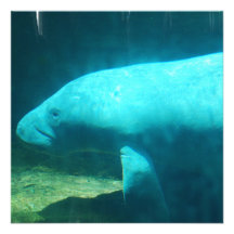 Manatee Swim Invitations