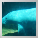 Manatee Swim Poster
