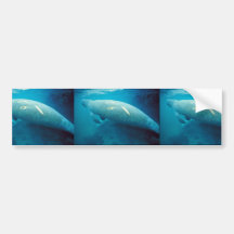 Manatee with Scar Bumper Stickers