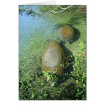 Manatees cards