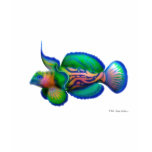 Mandarin Dragonet Fish t-shirts
