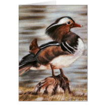 Mandarin Drake Card - 5 x7
