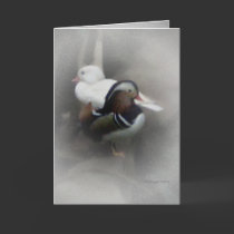 Mandarin Duck and Friend... cards