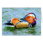 Mandarin Duck by Cindy Agan cards