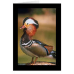 Mandarin Duck cards