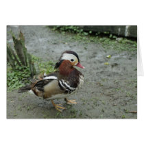 Mandarin Duck