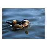 Mandarin duck cards